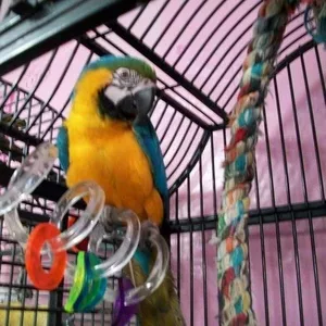 Nдома,  поднятые и зарегистрирован синих и золотых попугаи ара для прод
