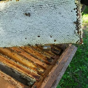 Продам мёд,  прополис и продукты пчеловодства.