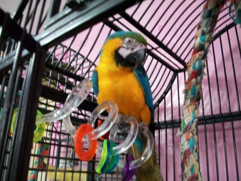 Nдома,  поднятые и зарегистрирован синих и золотых попугаи ара для прод