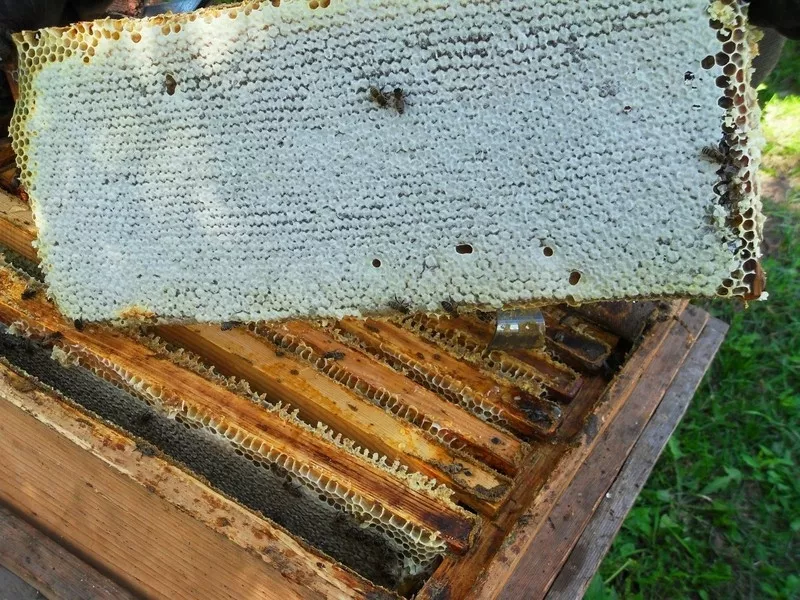 Продам мёд,  прополис и продукты пчеловодства.